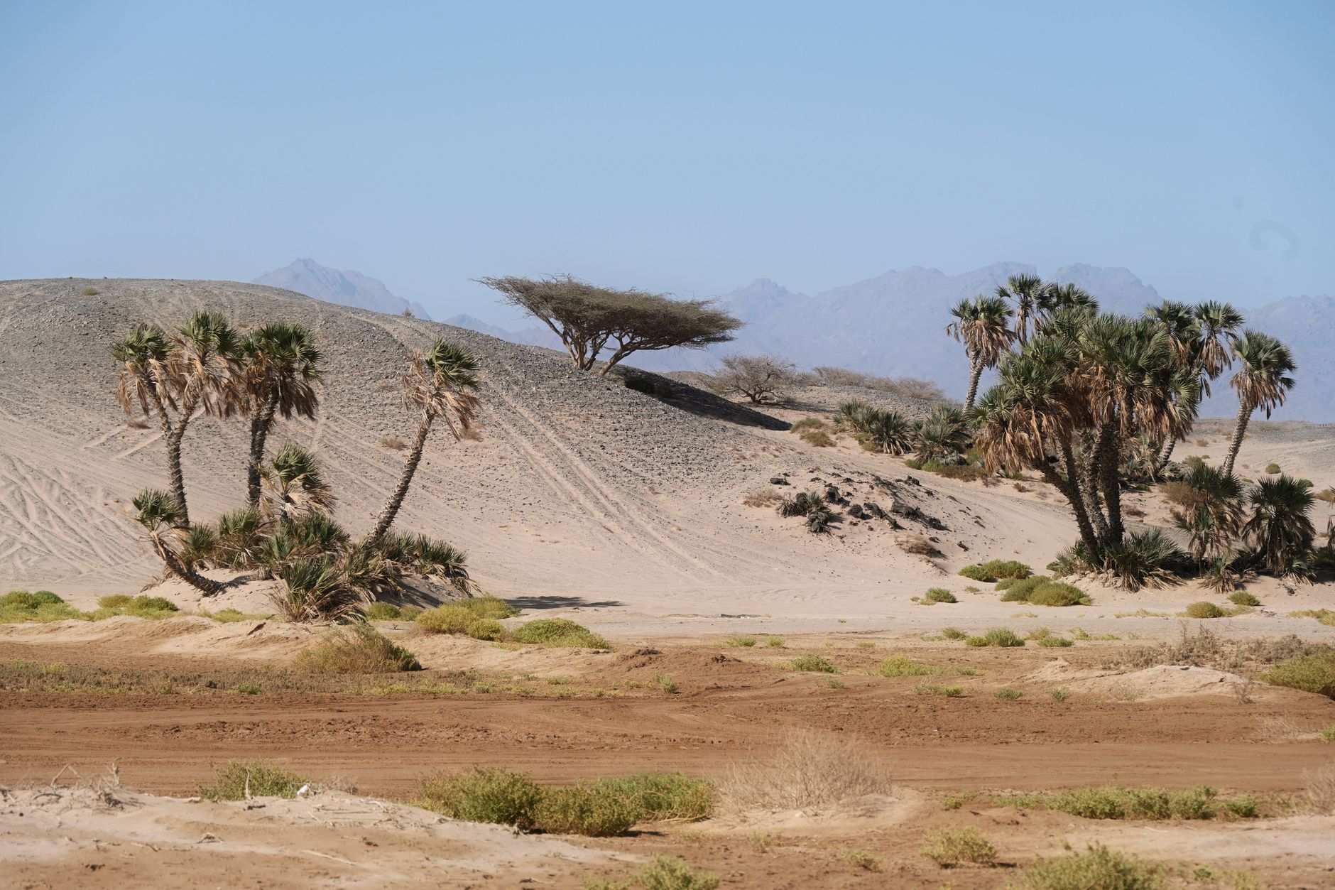 Arid desert scene with palm trees and mountains in Tabuk, Saudi Arabia. — ropociąg w Arabii Saudyjskiej